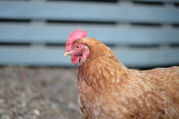 A bird at the wildlife conservation