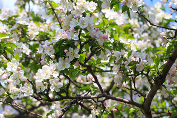 Blooming apple tree in the spring garden. Natural texture of flowering. Close up of white flowers on a tree. Against the blue sky