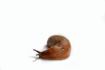 Big Spanish Slug Arion vulgaris. Isolated on white background