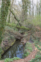 Wooded landscape, narrow stream among wild vegetation, bare trees, climbing plants on trunks, reflection on water surface, fallen branches, cloudy day in nature reserve Strijthagerbeekdal, Netherlands