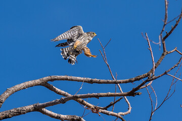 Merlin flying in flight with its catch