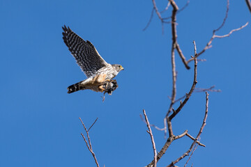 Merlin flying in flight with its catch
