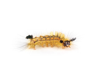Isolated rusty tussock moth caterpillar. Fuzzy yellow caterpillar with long yellow hairs and tufts.  Orgyia antiqua (L.)  Stinging hairs can cause skin irritations. Selective focus. North Vancouver.