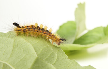 Rusty tussock moth caterpillar on leaf. Side profile Orgyia antiqua (L.) Fluffy caterpillar with long yellow hairs, orange dots and tufts. Stinging hairs can cause skin irritations. Selective focus.