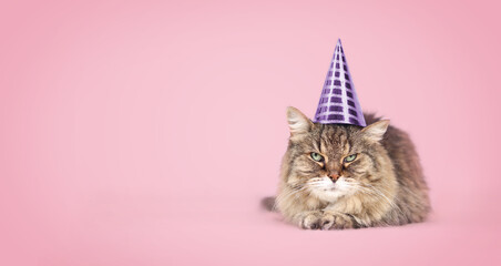 Fluffy cat with party hat on pink background. 17 year old senior cat wearing purple cone party cap. Pet themed concept for party celebration, holidays, birthday or happy new year. Selective focus.