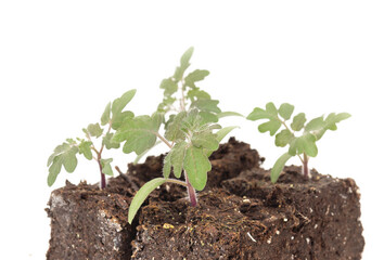 Isolated cherry tomato seedling in potting soil with defocused tomato plants. Red Robin Tomato plant seedling growing in soil blocks. Start tomato plants indoors for germinating. Selective focus.