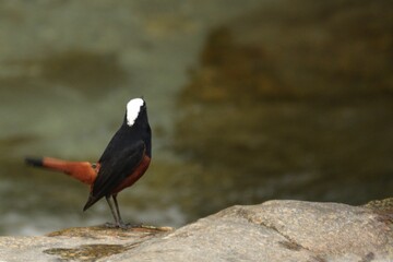 white capped redstart