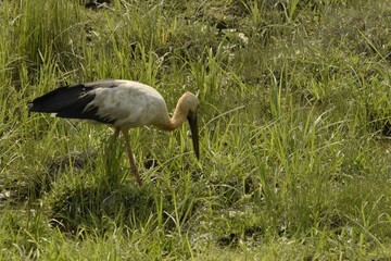 Obraz na płótnie Canvas asian open billed or asian open billed stork searching food in the grassy swamp at kaziranga national park, assam