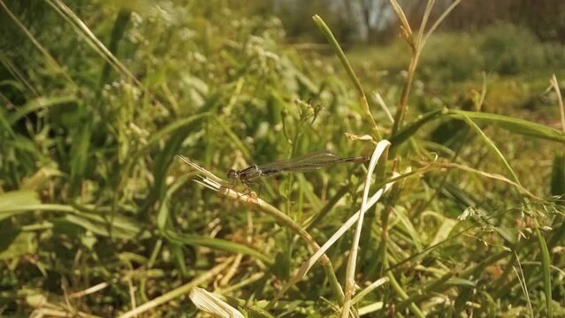 dragonfly sitting on the plant with flies circling around them