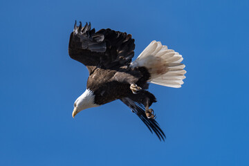 Bald Eagle flying in flight