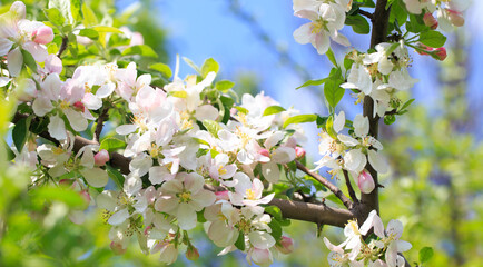 Blooming apple tree in the spring garden. Natural texture of flowering. Close up of white flowers on a tree. Against the blue sky