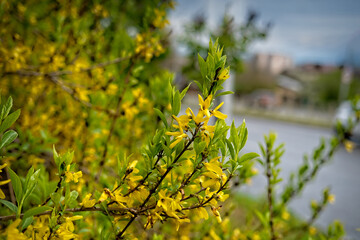 forsythia bush with yellow flowers