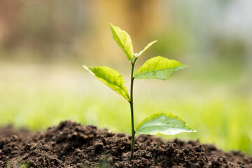 Baby plants growing on fertile soil with natural green background. Plant growing. Plant seedling.