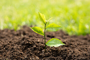 Baby plants growing on fertile soil with natural green background. Plant growing. Plant seedling.