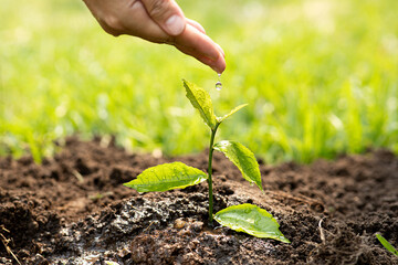 Hand of agriculture watering baby plants growing on fertile soil with natural green background. Plant growing. Plant seedling.