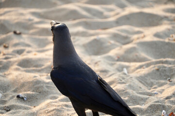 Crow standing in beach sand. Back side view of a bird standing in summer evening.