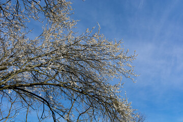 Flourishing branches of early plum tree and blue sky in the background on a sunny spring day. Background texture with copy space