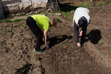A male and female farmer are planting onions in a garden bed on a sunny spring day. They are placing seeds into the previously made holes in the soil
