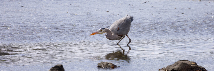 Heron standing in water fishing for food. Pipers Lagoon Park, Nanaimo, Vancouver Island, British Columbia, Canada.