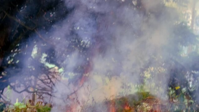 Wildfire, bushfire, wildland, rural fire unplanned, uncontrolled and unpredictable fire in area combustible vegetation, danger setting fire, harming nature, uncontrolled burning, spontaneous spread