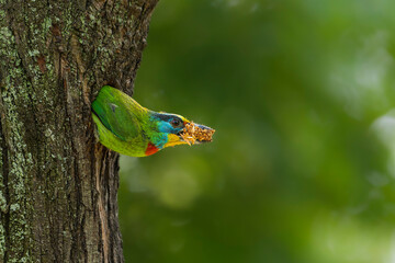 Taiwan barbet 