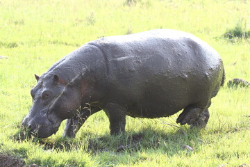 Closeup of a hippo grazing in daylight