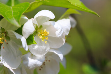 Blooming apple tree in the spring garden. Natural texture of flowering. Close up of white flowers on a tree. Against the blue sky