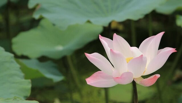 A fresh pink lotus flower or water lily. 