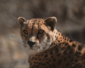 Cheetah 08