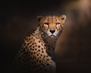 Cheetah 03
