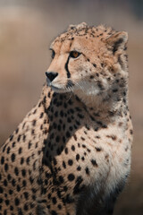 Cheetah 05