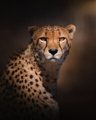 Cheetah 04