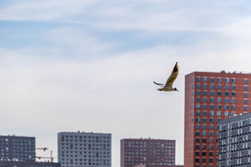 A seagull flies near the houses