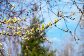 A tree branch in April with buds