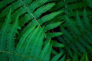 Grandes feuilles de fougère bien verte