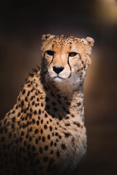 Cheetah 07 © Anthony