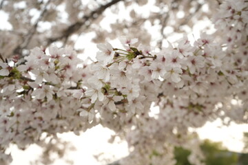 Cherry Blossoms Flower, Japanese Sakura blooming in Spring, Blurred Background - ピンク 春の花 桜 