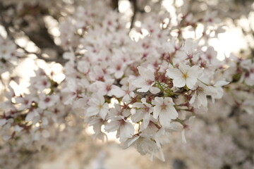 Cherry Blossoms Flower, Japanese Sakura blooming in Spring, Blurred Background - ピンク 春の花 桜 
