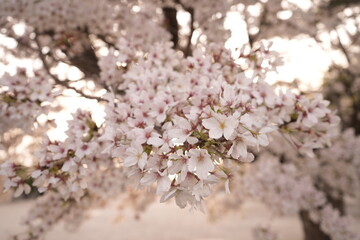 Cherry Blossoms Flower, Japanese Sakura blooming in Spring, Blurred Background - ピンク 春の花 桜 