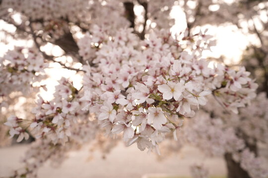 Cherry Blossoms Flower, Japanese Sakura blooming in Spring, Blurred Background - ピンク 春の花 桜 