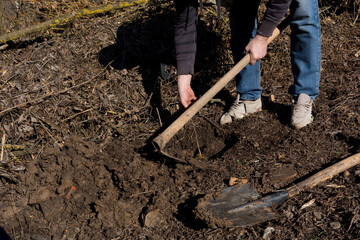 Fototapeta premium A man is planting a young Evodia tree in his yard on a spring morning. He is placing the tree in a hole he dug with a shovel and mounding soil around it with a hoe