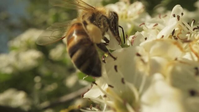 Bee with pollen on paws collects nectar on white flowers