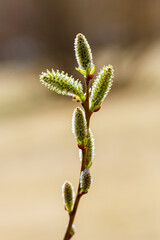 Yellow catkins (Salix caprea) blooming in spring time. Flowering trees. Tree pollen. Allergy to plant pollen