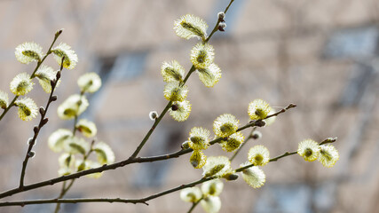 Yellow catkins (Salix caprea) blooming in spring time. Flowering trees. Tree pollen. Allergy to plant pollen