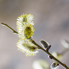Yellow catkins (Salix caprea) blooming in spring time. Flowering trees. Tree pollen. Allergy to...