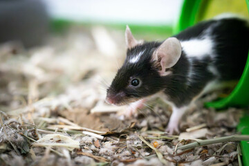 Auf dem Foto ist eine kleine Maus zu sehen, die aus einer Röhre herauskommt. Die Maus scheint neugierig und aufmerksam zu sein, da sie ihren Kopf und ihre Vorderpfoten aus der Röhre streckt. - obrazy, fototapety, plakaty