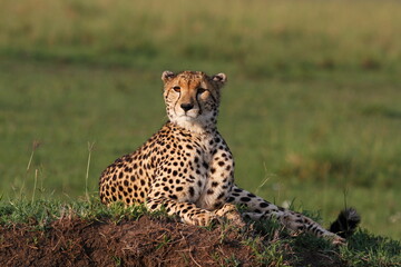 Closeup of a cheetah resting on termite mound