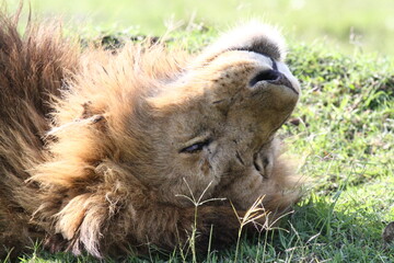 Closeup of a male lion lying on his back after a hearty meal
