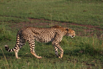 Close-up of young cheetah walking and looking for prey