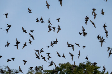 Large group of bats flying in evening